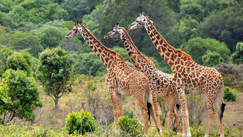 5 Days Luxury Tarangire, Serengeti & Ngorongoro Safari
